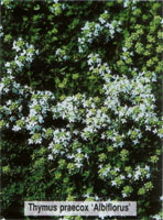 Thymus praecox Albiflorus