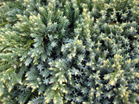Juniperus virginiana Gold Tip