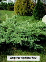 Juniperus virginiana Hetz