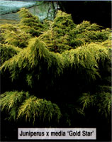 Juniperus media (chinensis) Gold Star