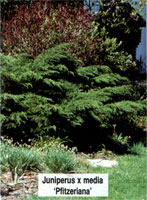 Juniperus media (chinensis) Pfitzeriana