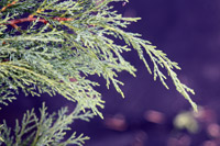 Juniperus sabina Broadmoor