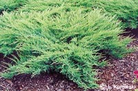 Juniperus sabina Glauca