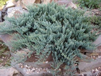 Juniperus horisontalis Blue Chip
