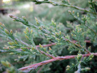 Juniperus horisontalis Glauca