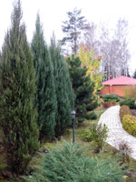 Juniperus virginiana Skyrocket