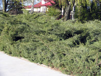 Juniperus virginiana Hetz