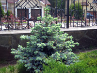 Picea pungens Montgomery