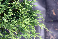 Juniperus horisontalis Prince of Wales
