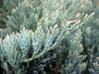 Juniperus horisontalis Blue Chip