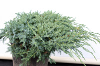 Juniperus squamata Blue Carpet