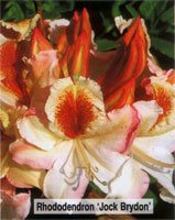 Rhododendron Jock Brydon