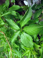 Parthenocissus qinquefolia
