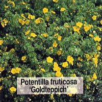Potentilla fruticosa Goldteppich