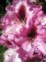 Rhododendron Concordia