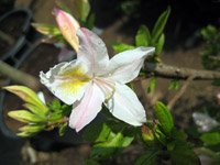 Rhododendron Homebush