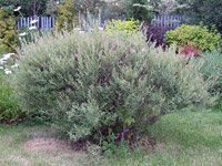 Salix purpurea Nana