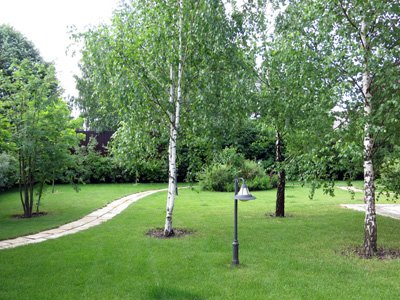 Посадка крупномерных деревьев Посадка крупномерных деревьев