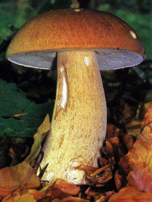 Белый гриб на усадьбе