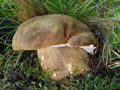 Белый гриб на усадьбе