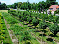 Стоимость посадки лиственных деревьев