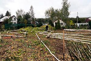 Удаление деревьев и кустарников