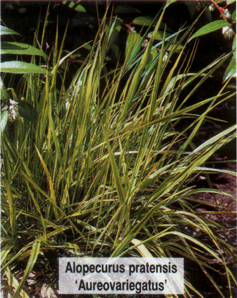 Лисохвост луговой Ауреовариегатус (Alopecurus pratensis Aureovariegatus) - описание и фото растения