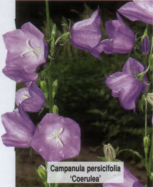 Колокольчик персиколистный Коерулеа (Campanula persicifolia Coerulea) -  описание и фото растения