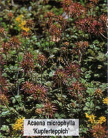 Acaena microphylla Kupferteppich