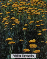 Achillea filipendulina