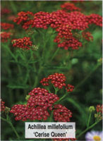 Achillea millefolium Cerise Queen