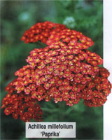 Achillea millefolium Paprika