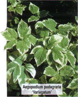 Aegopodium podagraria Variegatum
