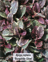 Ayuga reptans Burgundy Glow