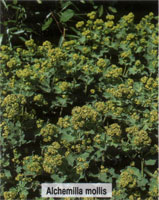 Alchemilla mollis