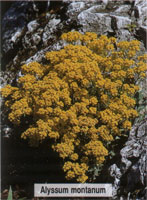 Alyssum montanum
