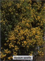 Alyssum saxatile