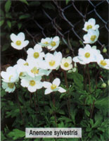 Anemone sylvestris