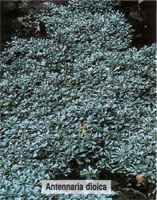 Antennaria dioica