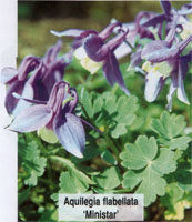 Aquilegia flabellate Ministar