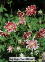 Aquilegia hybrida Nora Barlow