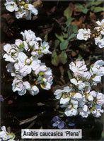 Arabis caucasica Plena