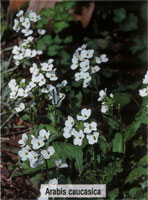 Arabis caucasica