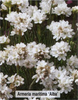 Armeria maritime Alba