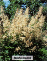 Aruncus dioicus