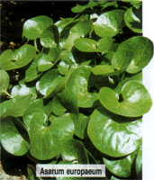 Asarum europaeum