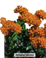 Asclepias tuberosa