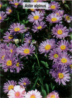 Aster alpinus