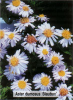 Aster dumosus Blaubux