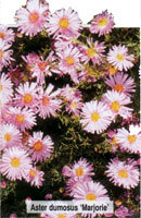 Aster dumosus Marjorie